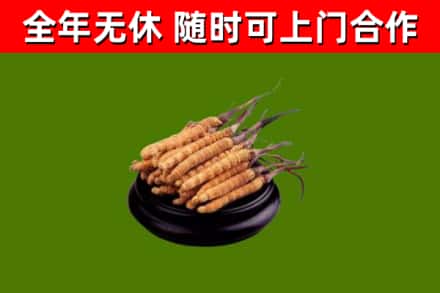 长汀回收冬虫夏草