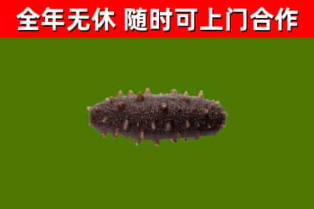 长汀回收海参干